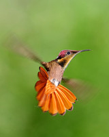 Ruby-Topaz Hummingbird