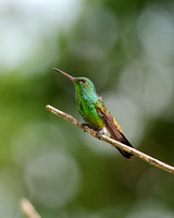 Copper Rumped Hummingbird