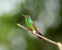 Copper Rumped Hummingbird