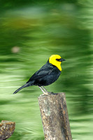 Yellow Hooded Black Bird