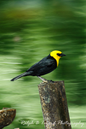 Yellow Hooded Black Bird
