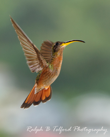 Rufous-Breasted Hermit