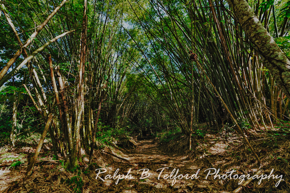 Bamboo Trail